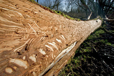 BUITEN BEELD Foto: 24458