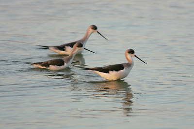 BUITEN BEELD Foto: 24500