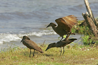 BUITEN BEELD Foto: 24508