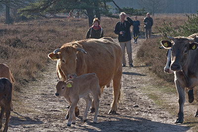 BUITEN BEELD Foto: 24512