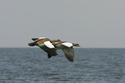 BUITEN BEELD Foto: 24529