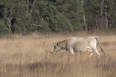 BUITEN BEELD Foto: 24568