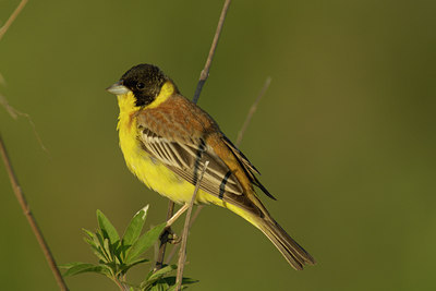 BUITEN BEELD Foto: 24571