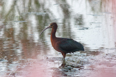 BUITEN BEELD Foto: 24580