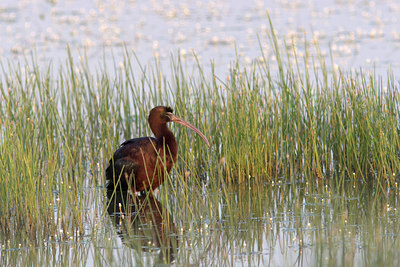 BUITEN BEELD Foto: 24582