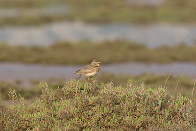 BUITEN BEELD Foto: 24586