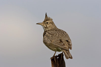 BUITEN BEELD Foto: 24588