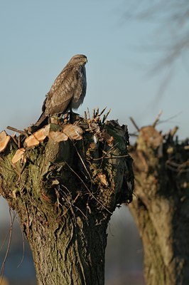 BUITEN BEELD Foto: 24617