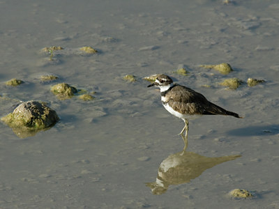 BUITEN BEELD Foto: 24646