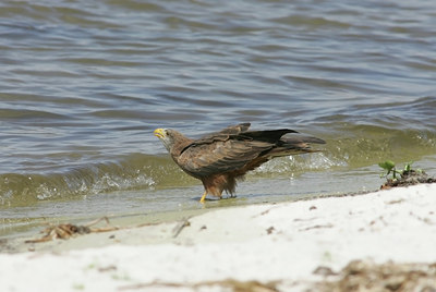 BUITEN BEELD Foto: 24678
