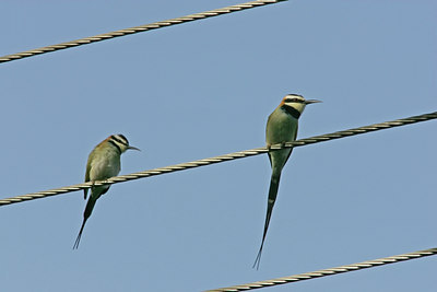 BUITEN BEELD Foto: 24680