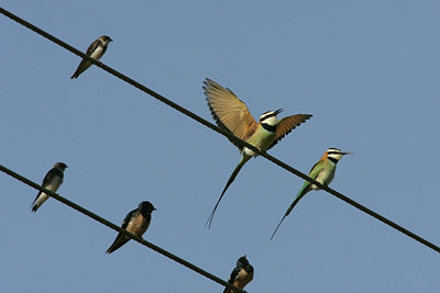 BUITEN BEELD Foto: 24684