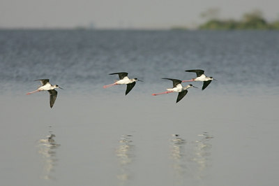 BUITEN BEELD Foto: 24689