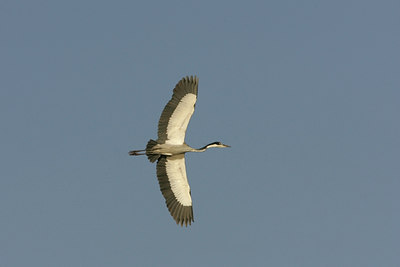 BUITEN BEELD Foto: 24690