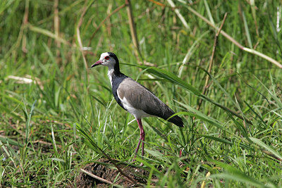 BUITEN BEELD Foto: 24704