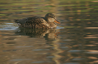 BUITEN BEELD Foto: 24707