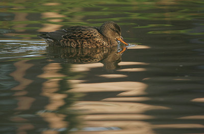 BUITEN BEELD Foto: 24708