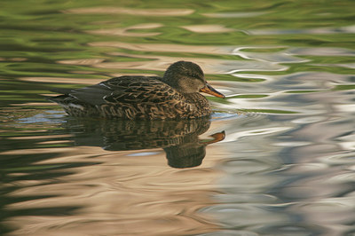 BUITEN BEELD Foto: 24709