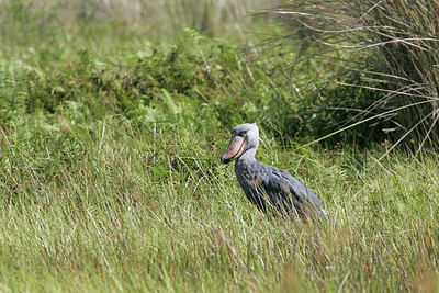 BUITEN BEELD Foto: 24737