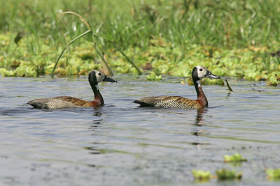 BUITEN BEELD Foto: 24739