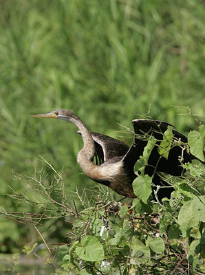 BUITEN BEELD Foto: 24741