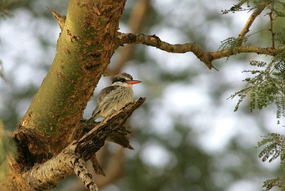 BUITEN BEELD Foto: 24756