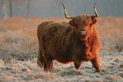 BUITEN BEELD Foto: 24783