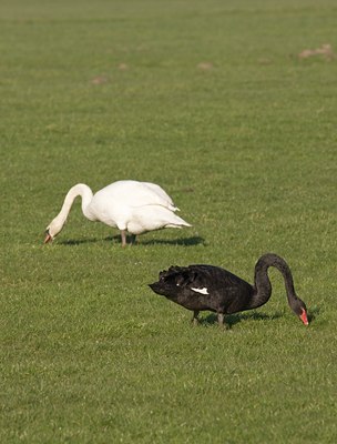 BUITEN BEELD Foto: 24804