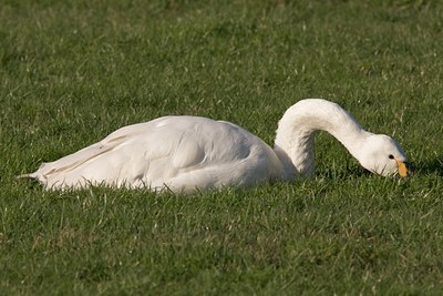 BUITEN BEELD Foto: 24811