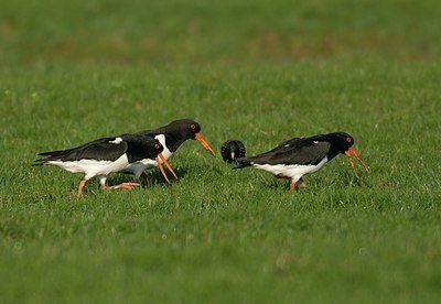 BUITEN BEELD Foto: 24900