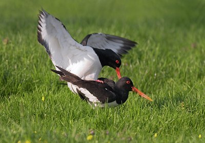 BUITEN BEELD Foto: 24905