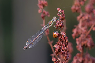 BUITEN BEELD Foto: 24917