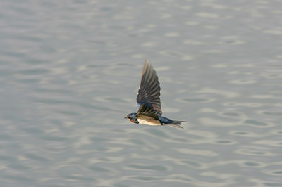 BUITEN BEELD Foto: 24924