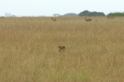 BUITEN BEELD Foto: 24928