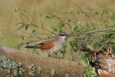 BUITEN BEELD Foto: 24953