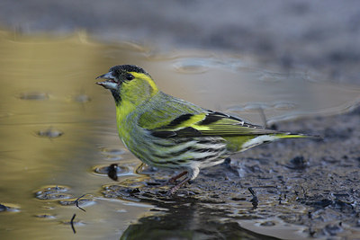 BUITEN BEELD Foto: 24973