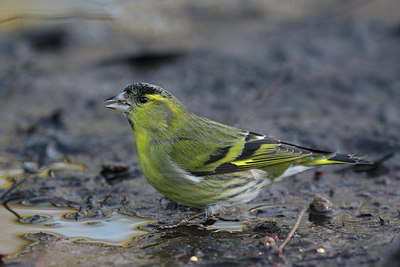 BUITEN BEELD Foto: 24974