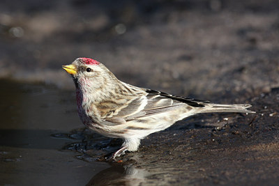 BUITEN BEELD Foto: 24975