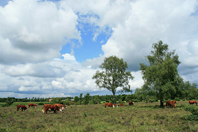 BUITEN BEELD Foto: 24980