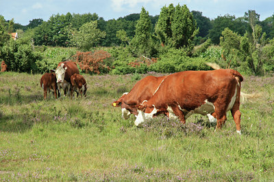 BUITEN BEELD Foto: 24981