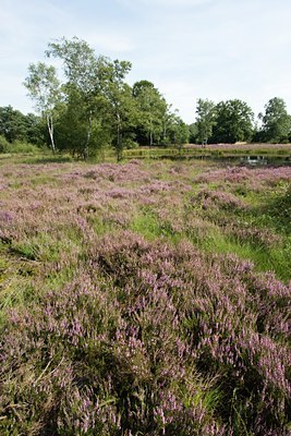 BUITEN BEELD Foto: 24984