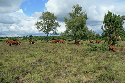 BUITEN BEELD Foto: 24989
