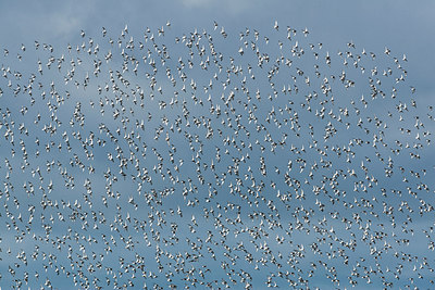 BUITEN BEELD Foto: 249028