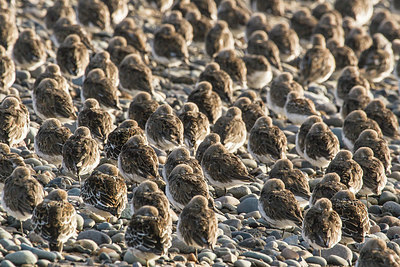 BUITEN BEELD Foto: 249056