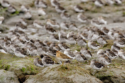 BUITEN BEELD Foto: 249098