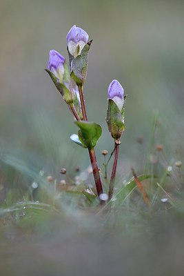 BUITEN BEELD Foto: 249112