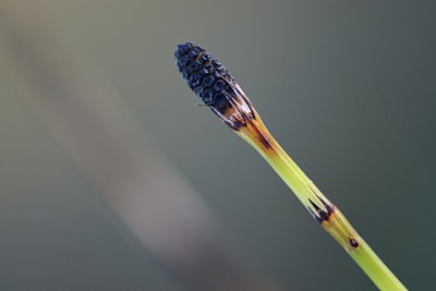 BUITEN BEELD Foto: 249116