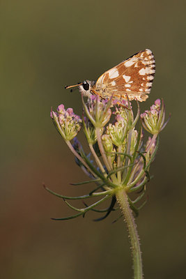 BUITEN BEELD Foto: 249123