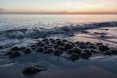 BUITEN BEELD Foto: 249145
