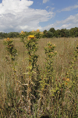 BUITEN BEELD Foto: 249161